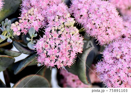 三鷹中原に咲くピンクのミセバヤの花 75891103