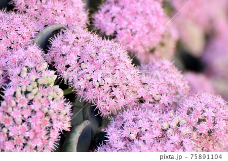 三鷹中原に咲くピンクのミセバヤの花 三鷹中原に咲くピンクのミセバヤの花 75891104