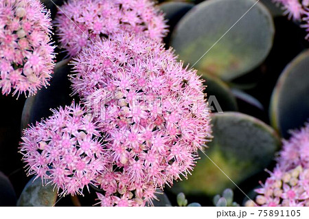 三鷹中原に咲くピンクのミセバヤの花の写真素材