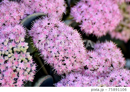 三鷹中原に咲くピンクのミセバヤの花 75891106