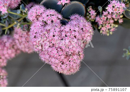 三鷹中原に咲くピンクのミセバヤの花の写真素材