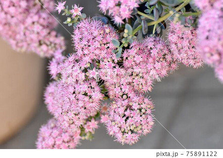 三鷹中原に咲くピンクのミセバヤの花 三鷹中原に咲くピンクのミセバヤの花 75891122