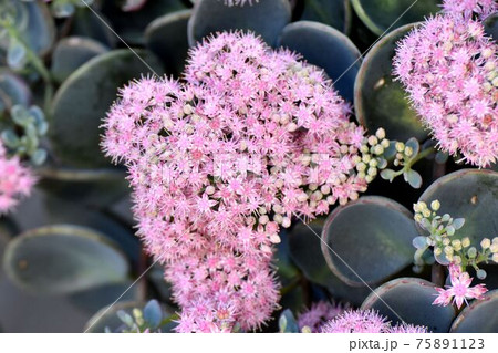 三鷹中原に咲くピンクのミセバヤの花 三鷹中原に咲くピンクのミセバヤの花 75891123