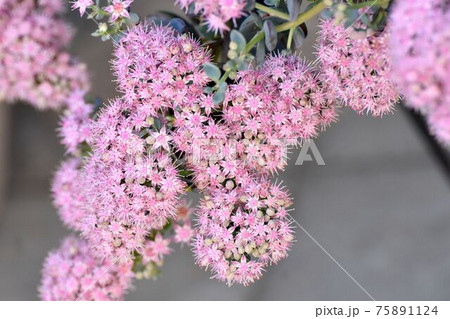 三鷹中原に咲くピンクのミセバヤの花 三鷹中原に咲くピンクのミセバヤの花 75891124