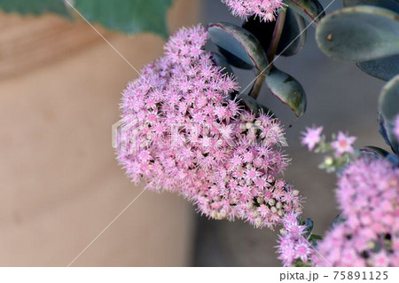 三鷹中原に咲くピンクのミセバヤの花 75891125