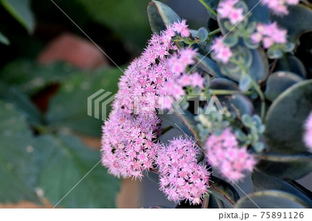 三鷹中原に咲くピンクのミセバヤの花 三鷹中原に咲くピンクのミセバヤの花 75891126