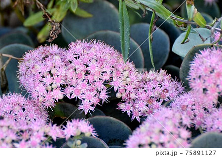 三鷹中原に咲くピンクのミセバヤの花 三鷹中原に咲くピンクのミセバヤの花 75891127