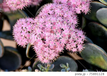 三鷹中原に咲くピンクのミセバヤの花 三鷹中原に咲くピンクのミセバヤの花 75891128
