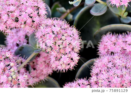 三鷹中原に咲くピンクのミセバヤの花 75891129