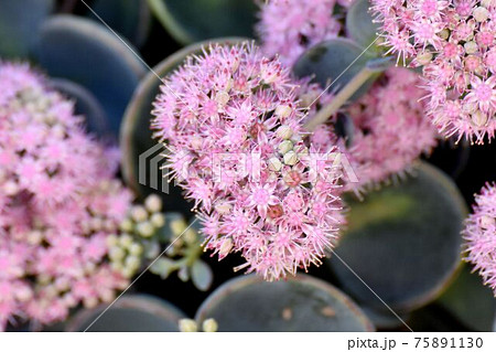 三鷹中原に咲くピンクのミセバヤの花 75891130