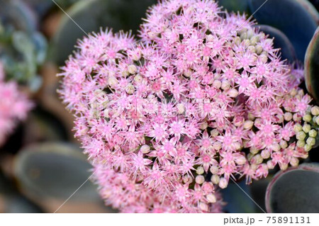 三鷹中原に咲くピンクのミセバヤの花 三鷹中原に咲くピンクのミセバヤの花 75891131