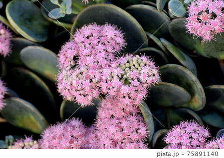 三鷹中原に咲くピンクのミセバヤの花 三鷹中原に咲くピンクのミセバヤの花 75891140