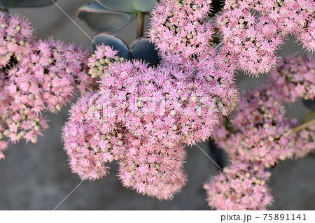 三鷹中原に咲くピンクのミセバヤの花の写真素材