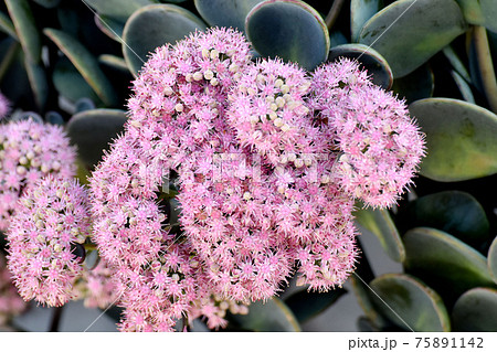 三鷹中原に咲くピンクのミセバヤの花 三鷹中原に咲くピンクのミセバヤの花 75891142