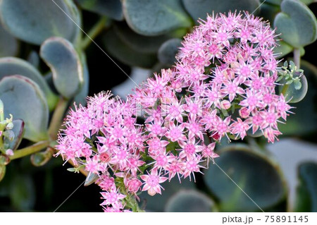 三鷹中原に咲くピンクのミセバヤの花 三鷹中原に咲くピンクのミセバヤの花 75891145