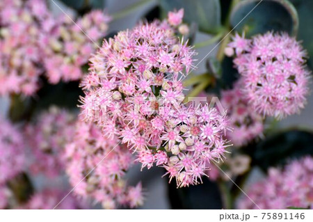 三鷹中原に咲くピンクのミセバヤの花の写真素材