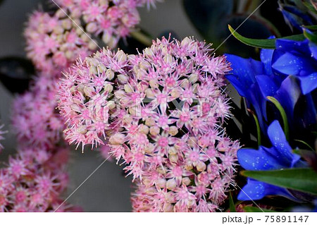 三鷹中原に咲くピンクのミセバヤの花 75891147