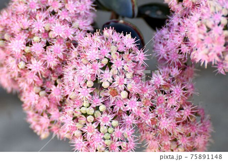 三鷹中原に咲くピンクのミセバヤの花 75891148