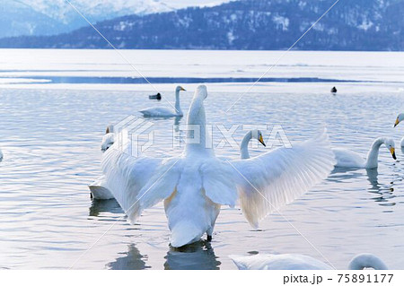 湖面で羽ばたく白鳥 75891177