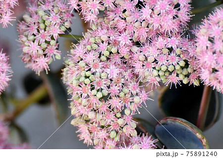 三鷹中原に咲くピンクのミセバヤの花 75891240