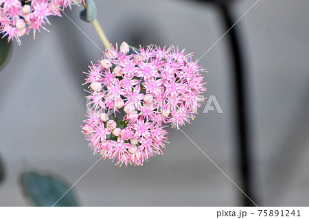 三鷹中原に咲くピンクのミセバヤの花 75891241