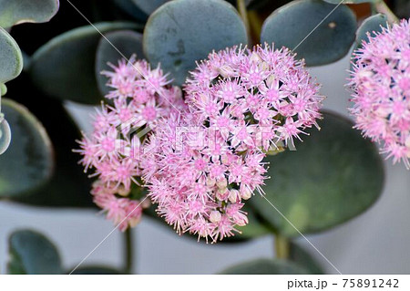 三鷹中原に咲くピンクのミセバヤの花 三鷹中原に咲くピンクのミセバヤの花 75891242