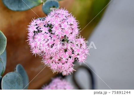 三鷹中原に咲くピンクのミセバヤの花 75891244