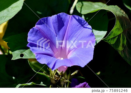 三鷹中原に咲く青紫色のアサガオの花 75891246