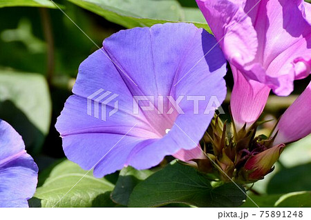 三鷹中原に咲く青紫色のアサガオの花 75891248