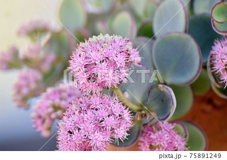 三鷹中原に咲くピンクのミセバヤの花 三鷹中原に咲くピンクのミセバヤの花 75891249