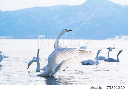 湖面で羽ばたく白鳥 75891290