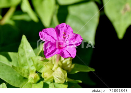 三鷹中原に咲くピンクのオシロイバナ 75891343