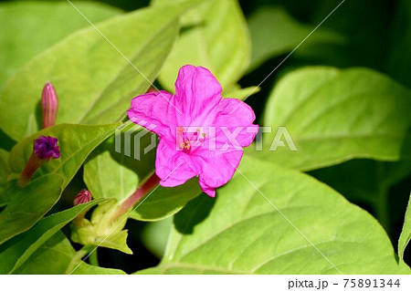 三鷹中原に咲くピンクのオシロイバナ 75891344