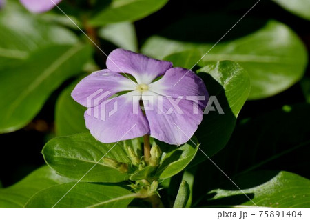 三鷹中原に咲く紫色のニチニチソウの花 三鷹中原に咲く紫色のニチニチソウの花 75891404