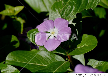 三鷹中原に咲く紫色のニチニチソウの花 三鷹中原に咲く紫色のニチニチソウの花 75891405