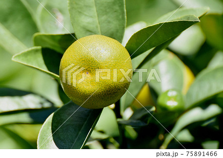 三鷹中原になる未完熟のキンカンの実 75891466