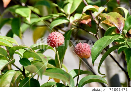 三鷹中原になる赤いヤマボウシの実 75891471