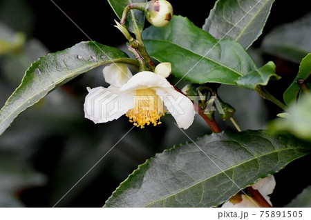 三鷹中原に咲く白いチャノキの花 三鷹中原に咲く白いチャノキの花 75891505