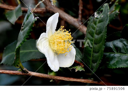 三鷹中原に咲く白いチャノキの花 三鷹中原に咲く白いチャノキの花 75891506