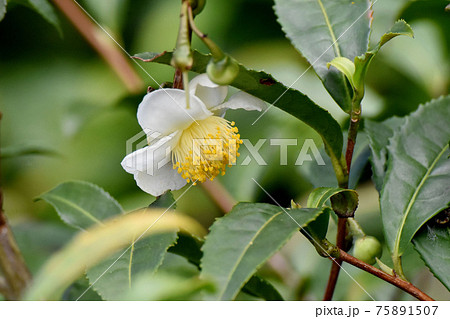 三鷹中原に咲く白いチャノキの花 三鷹中原に咲く白いチャノキの花 75891507