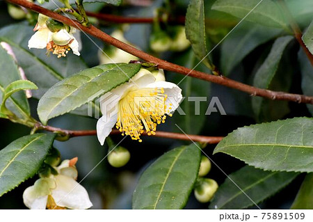 三鷹中原に咲く白いチャノキの花 三鷹中原に咲く白いチャノキの花 75891509