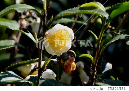 三鷹中原に咲く白いチャノキの花 75891521