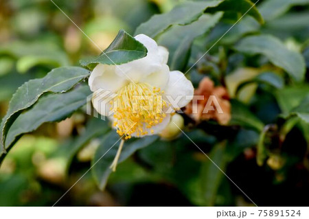三鷹中原に咲く白いチャノキの花 75891524