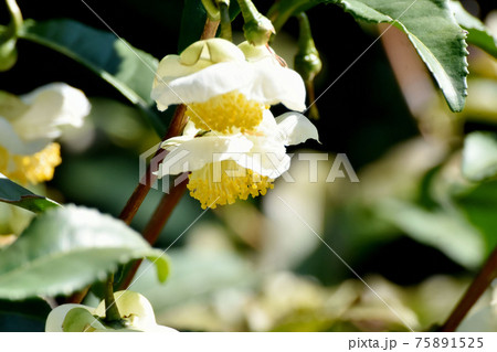 三鷹中原に咲く白いチャノキの花 75891525