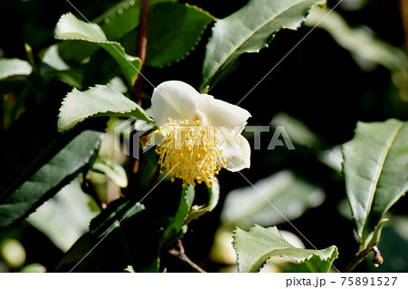 三鷹中原に咲く白いチャノキの花 三鷹中原に咲く白いチャノキの花 75891527