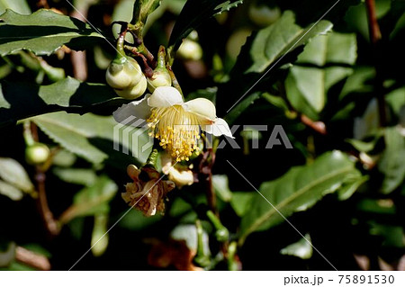 三鷹中原に咲く白いチャノキの花 75891530