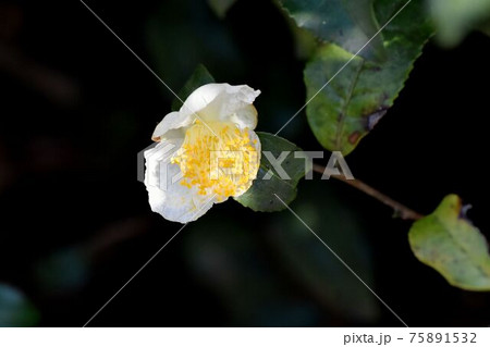 三鷹中原に咲く白いチャノキの花 75891532