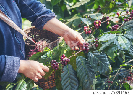 Man Hands harvest coffee bean ripe Red berries plant fresh seed coffee tree growth in green eco organic farm. Close up hands harvest red ripe coffee seed robusta arabica berry harvesting coffee farm 75891568