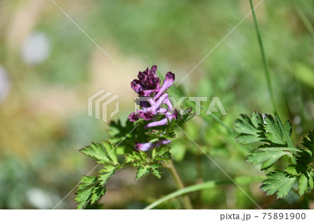 ムラサキケマン(紫華鬘)の花 ムラサキケマン(紫華鬘)の花 75891900