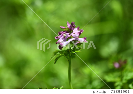 ムラサキケマン（紫華鬘）の花 75891901